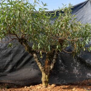 Đào tết Mộc Châu mã số 017