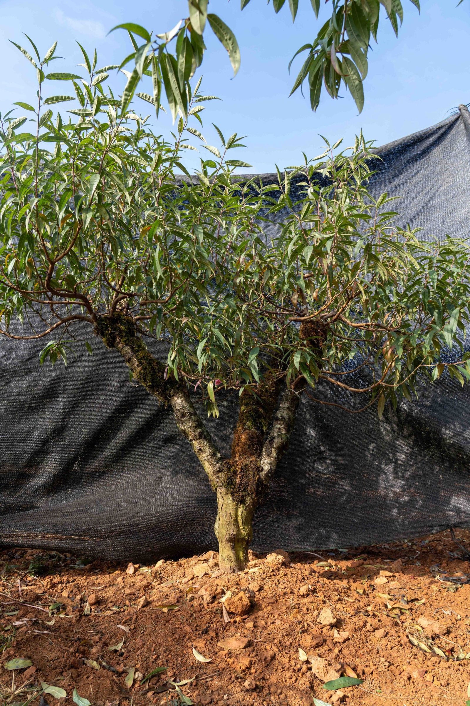 Đào tết Mộc Châu mã số 017