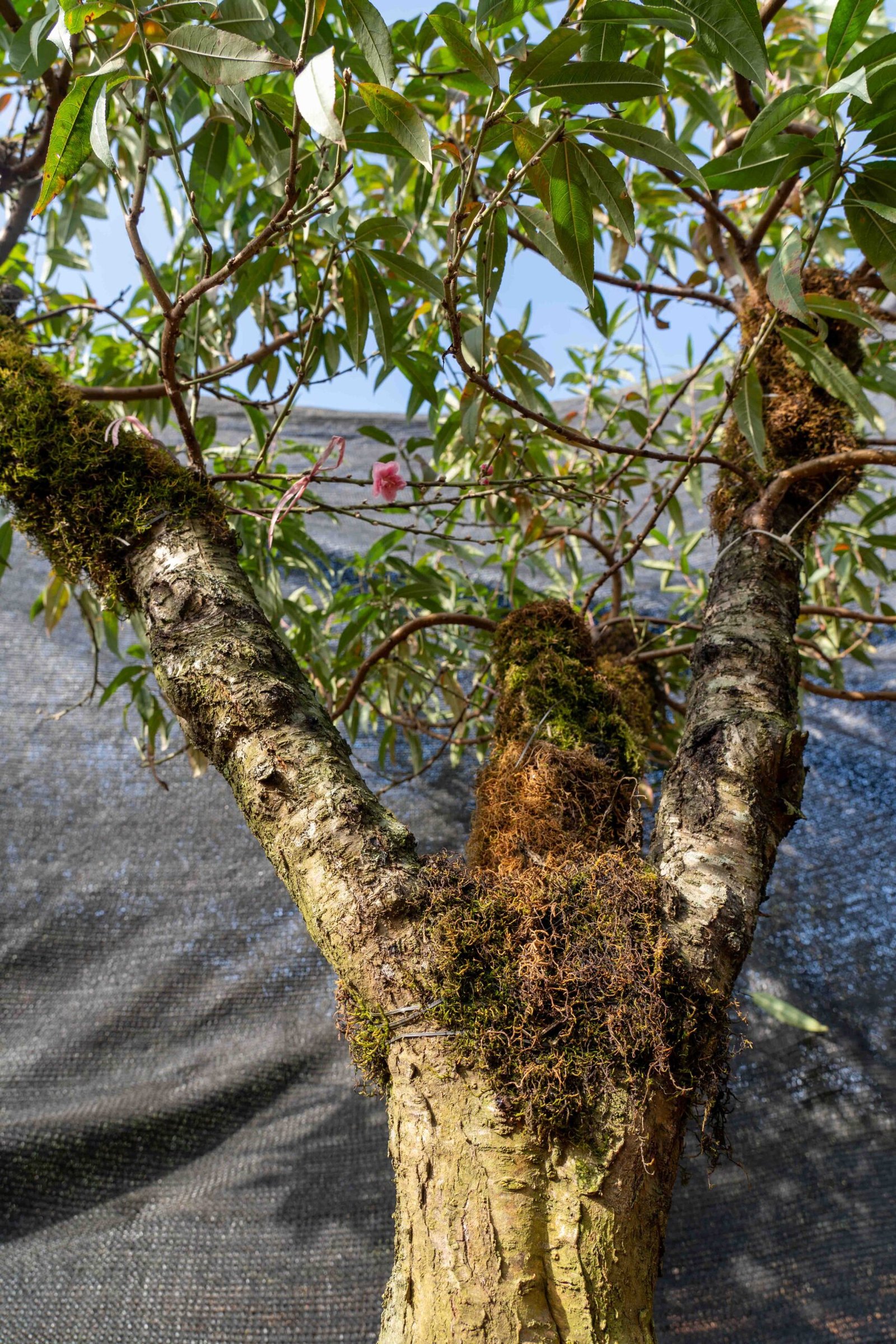 Đào tết Mộc Châu mã số 017 - Image 6