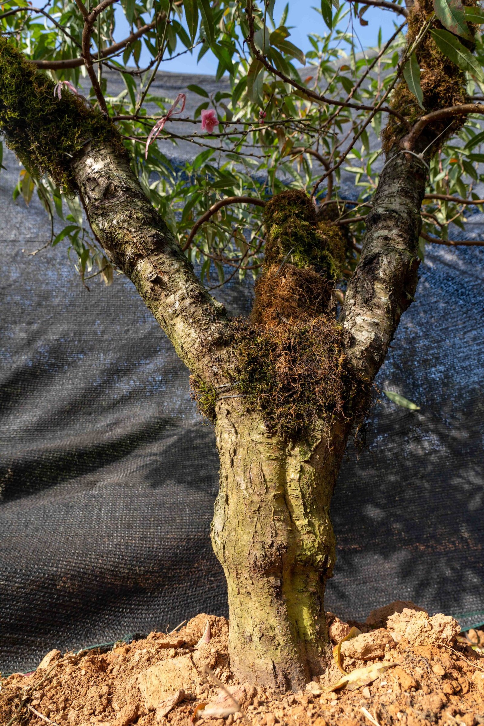 Đào tết Mộc Châu mã số 017 - Image 7