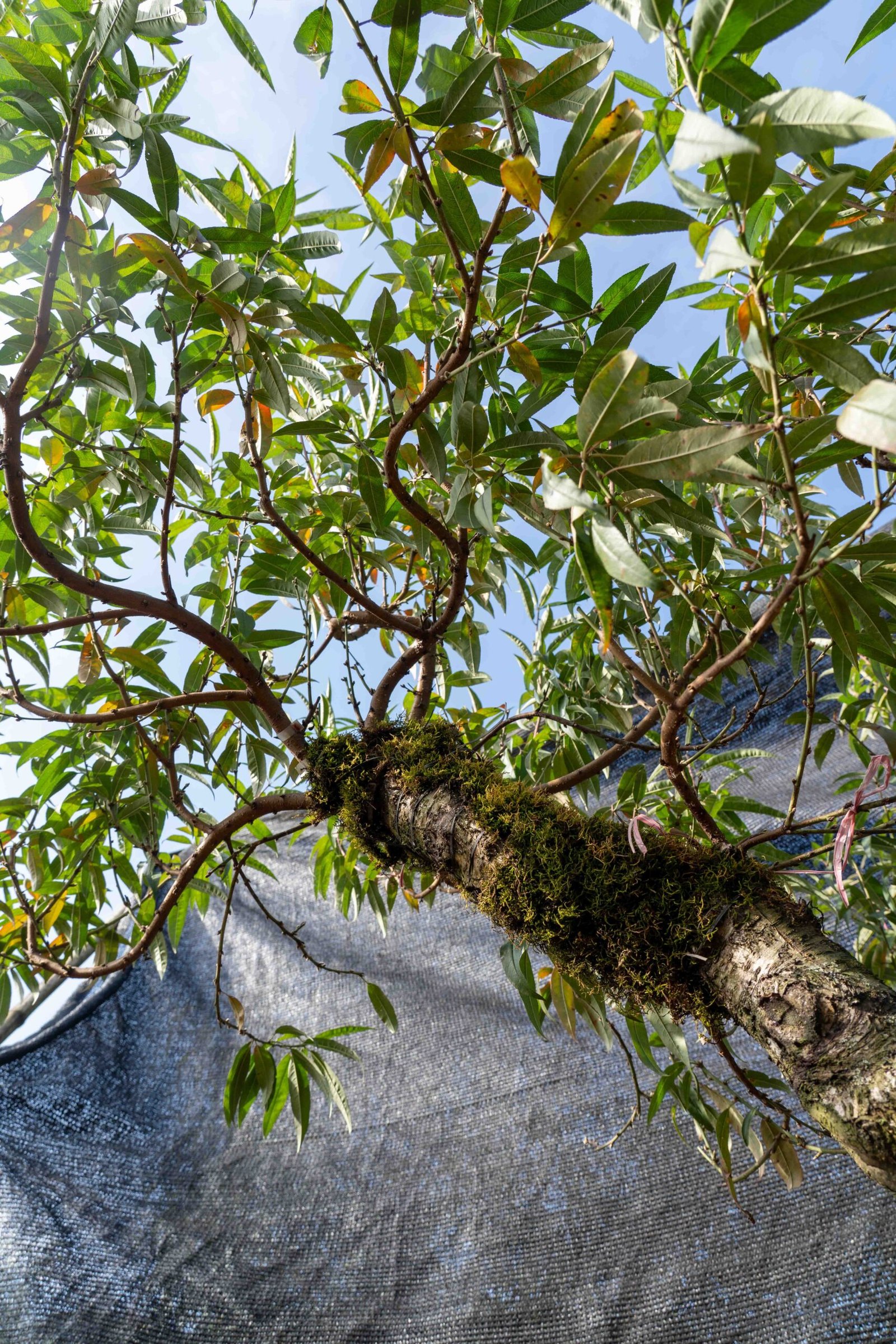 Đào tết Mộc Châu mã số 017 - Image 8