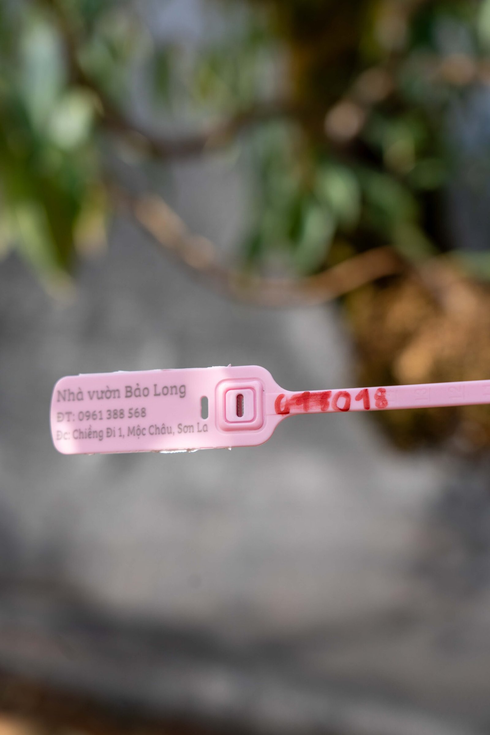 Đào tết Mộc Châu mã số 018 - Image 2