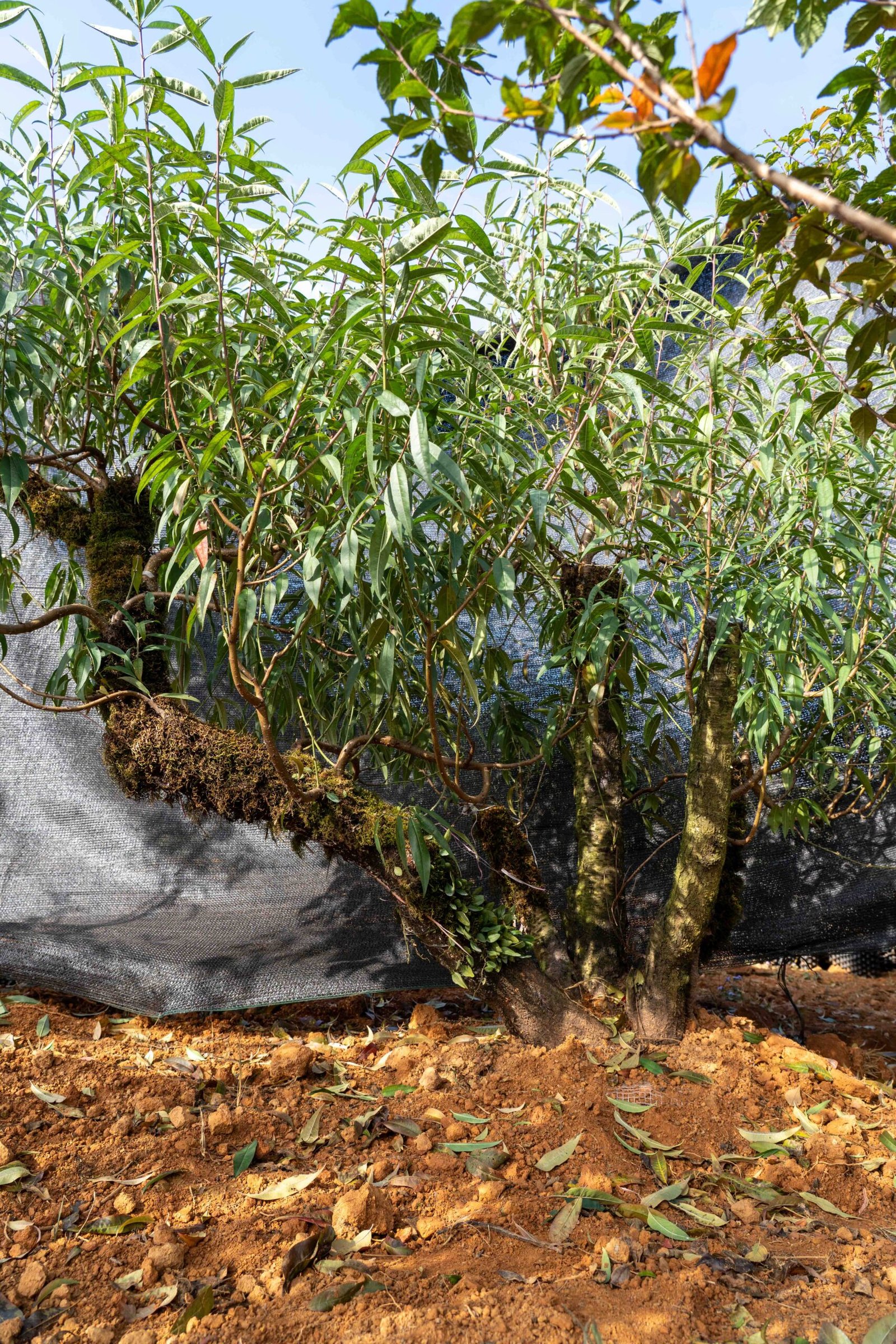 Đào tết Mộc Châu mã số 018