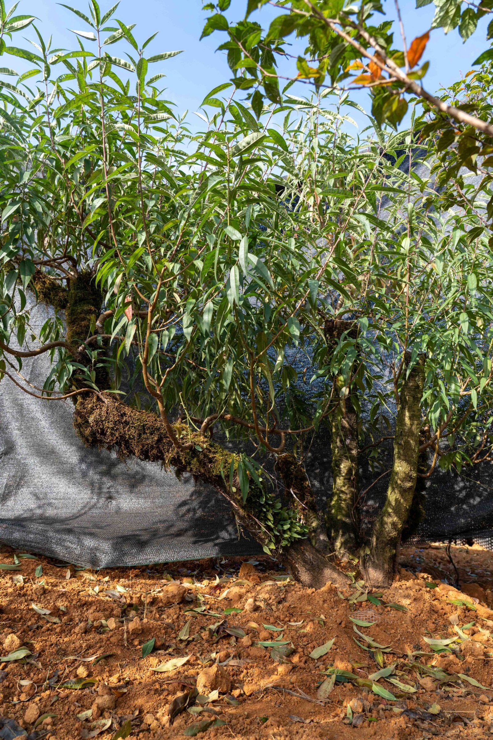 Đào tết Mộc Châu mã số 018 - Image 5