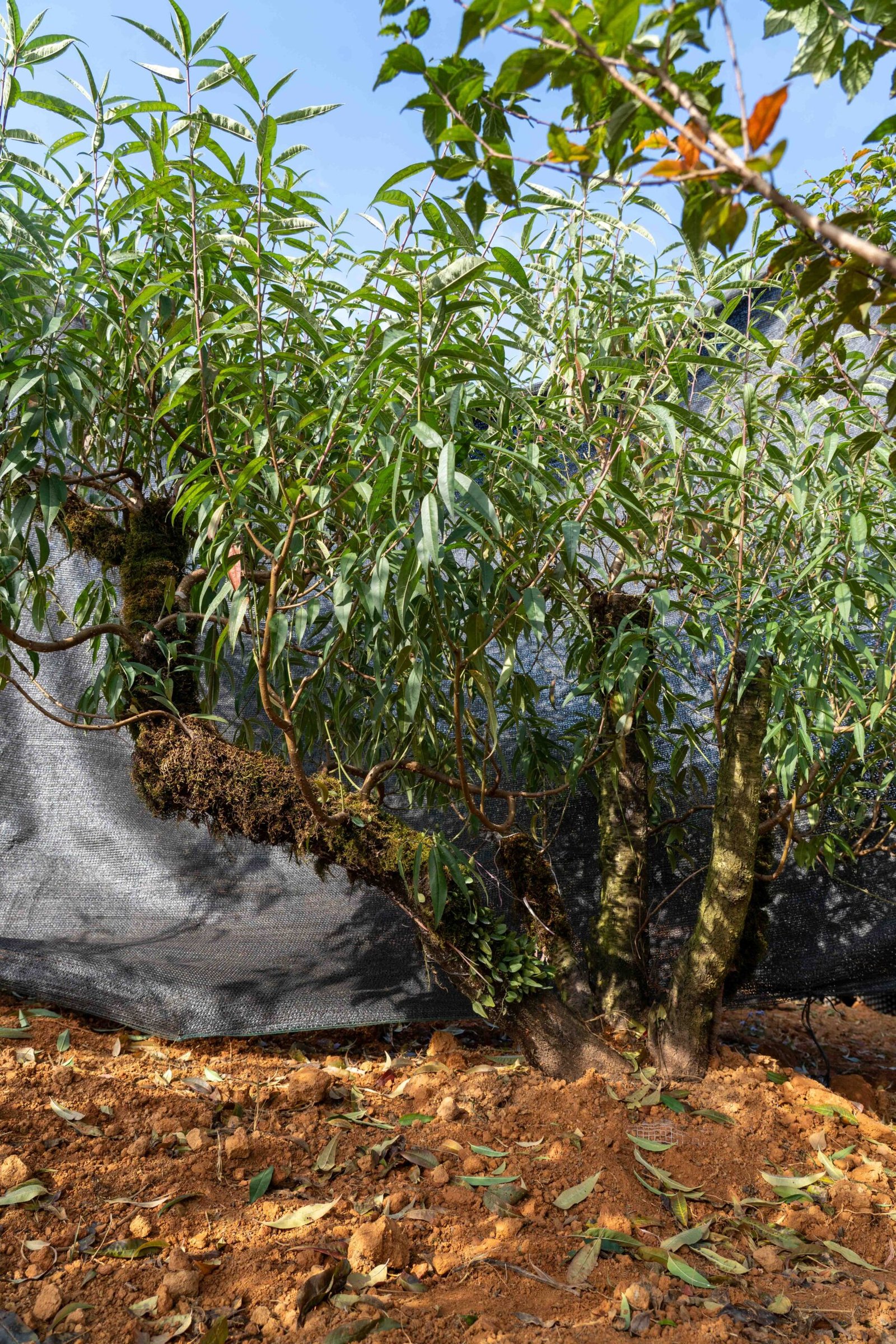 Đào tết Mộc Châu mã số 018 - Image 6