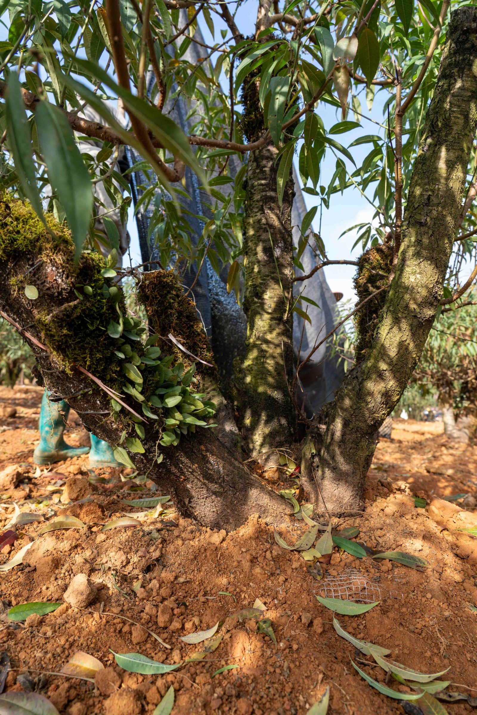 Đào tết Mộc Châu mã số 018 - Image 8