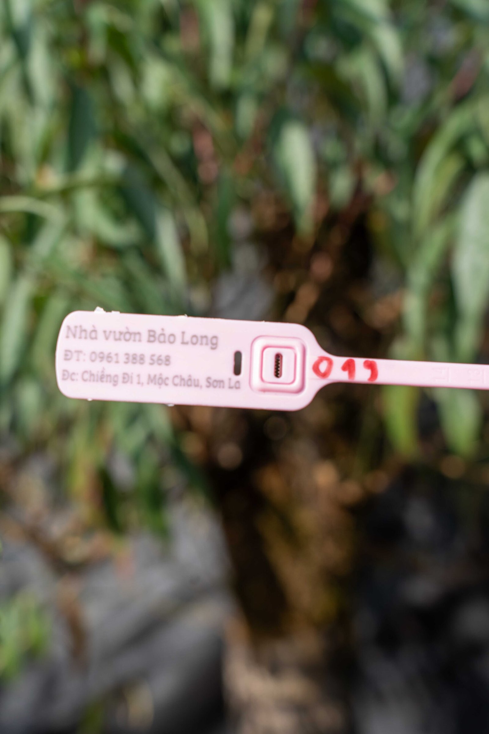 Đào tết Mộc Châu mã số 019 - Image 4