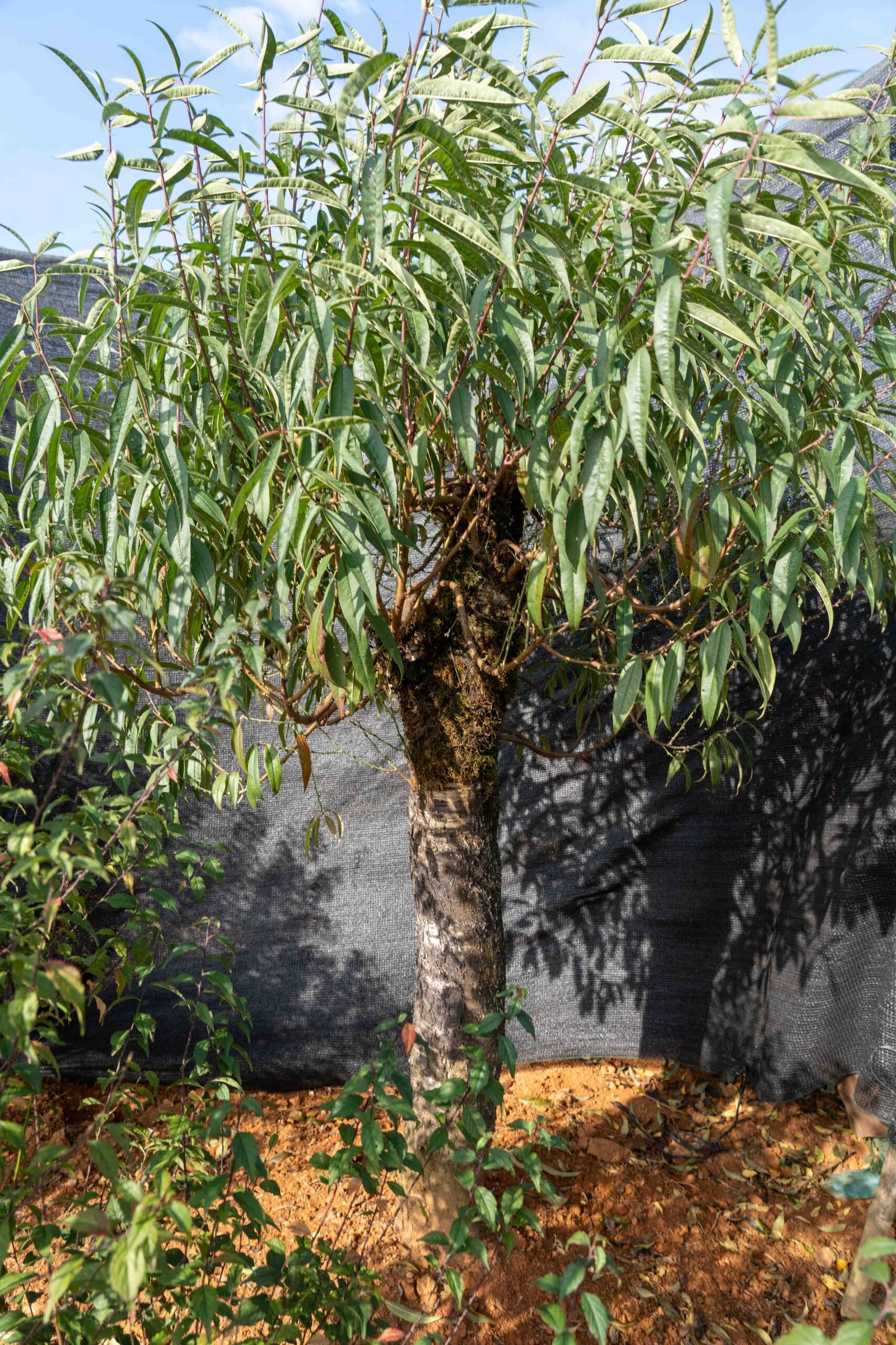 Đào tết Mộc Châu mã số 019 - Image 6