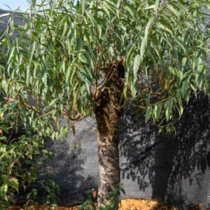 Đào tết Mộc Châu mã số 019