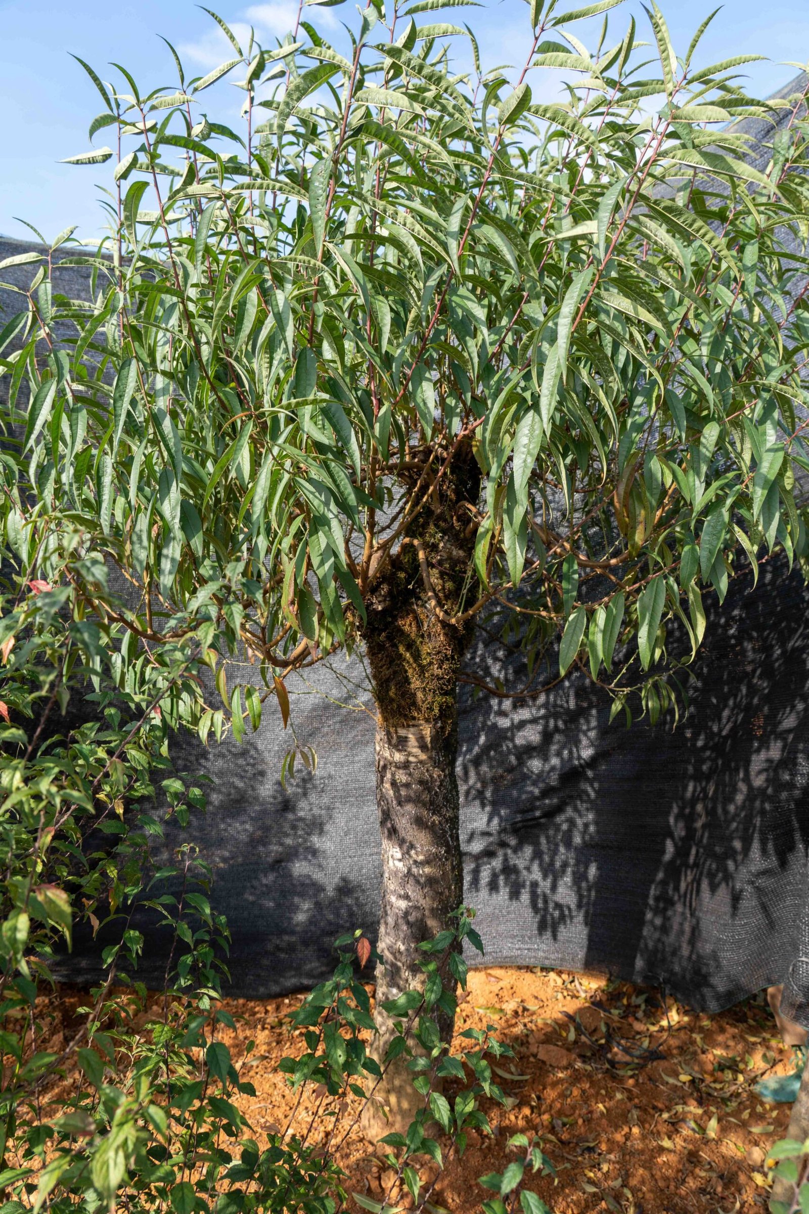 Đào tết Mộc Châu mã số 019