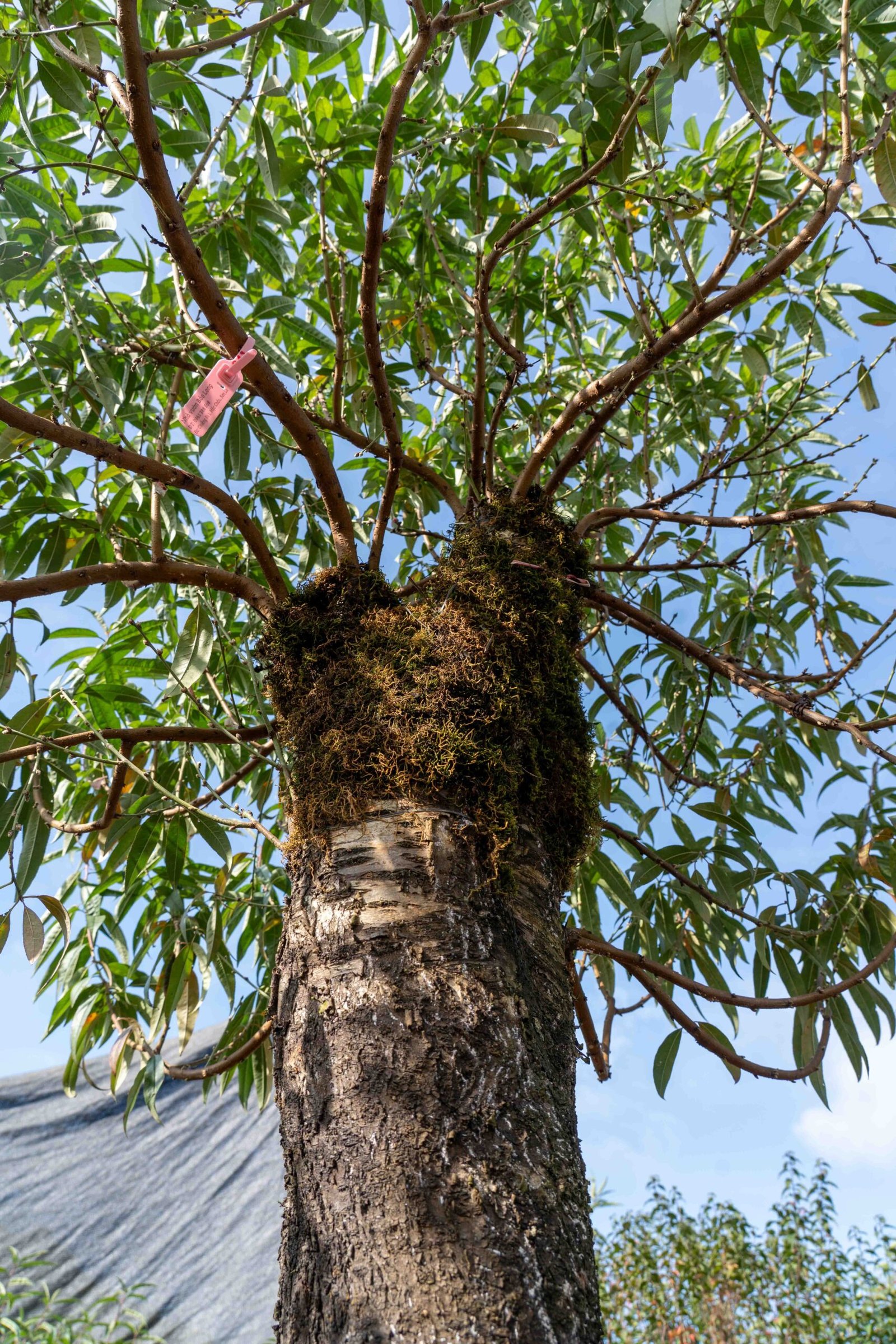 Đào tết Mộc Châu mã số 019 - Image 8