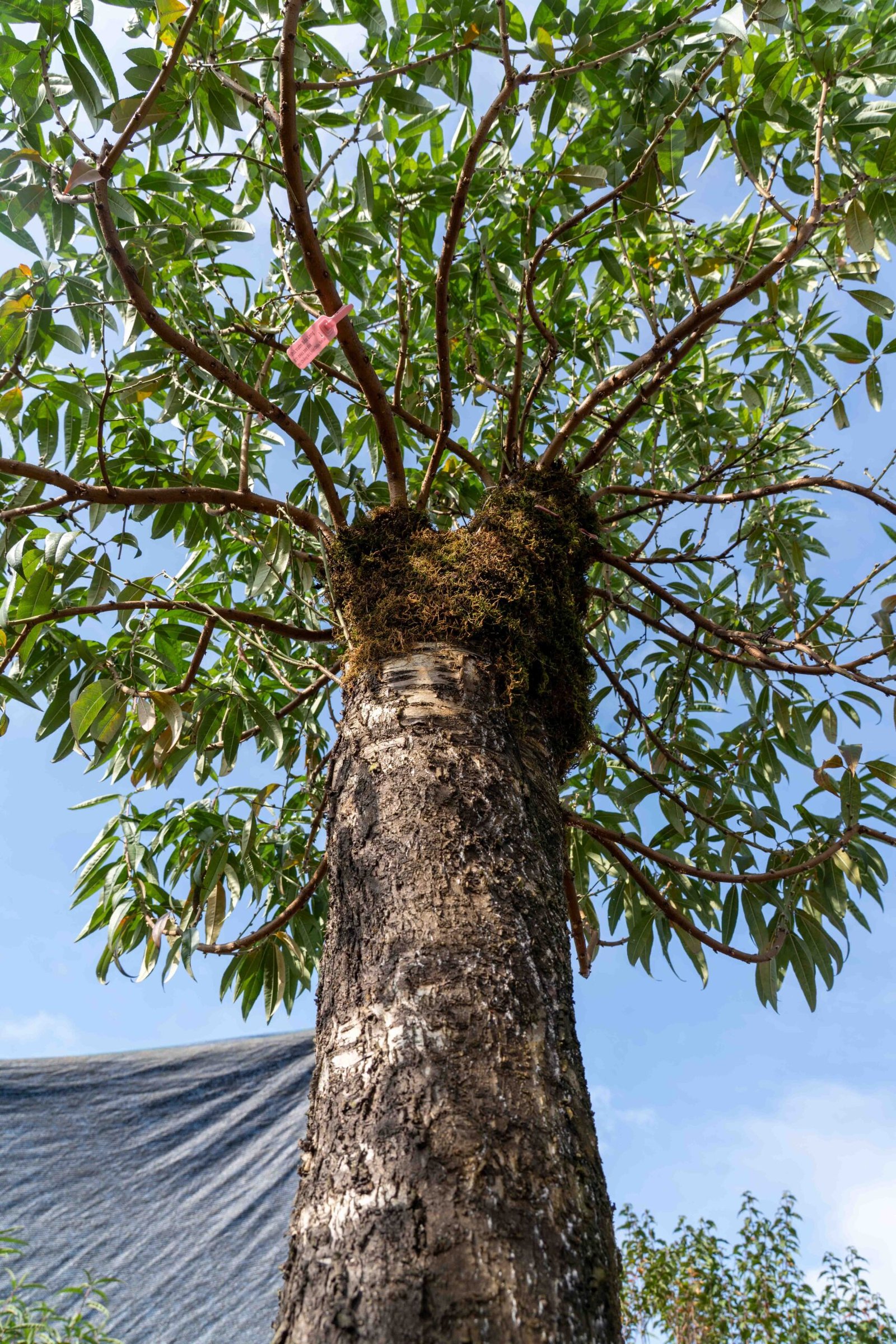 Đào tết Mộc Châu mã số 019 - Image 9