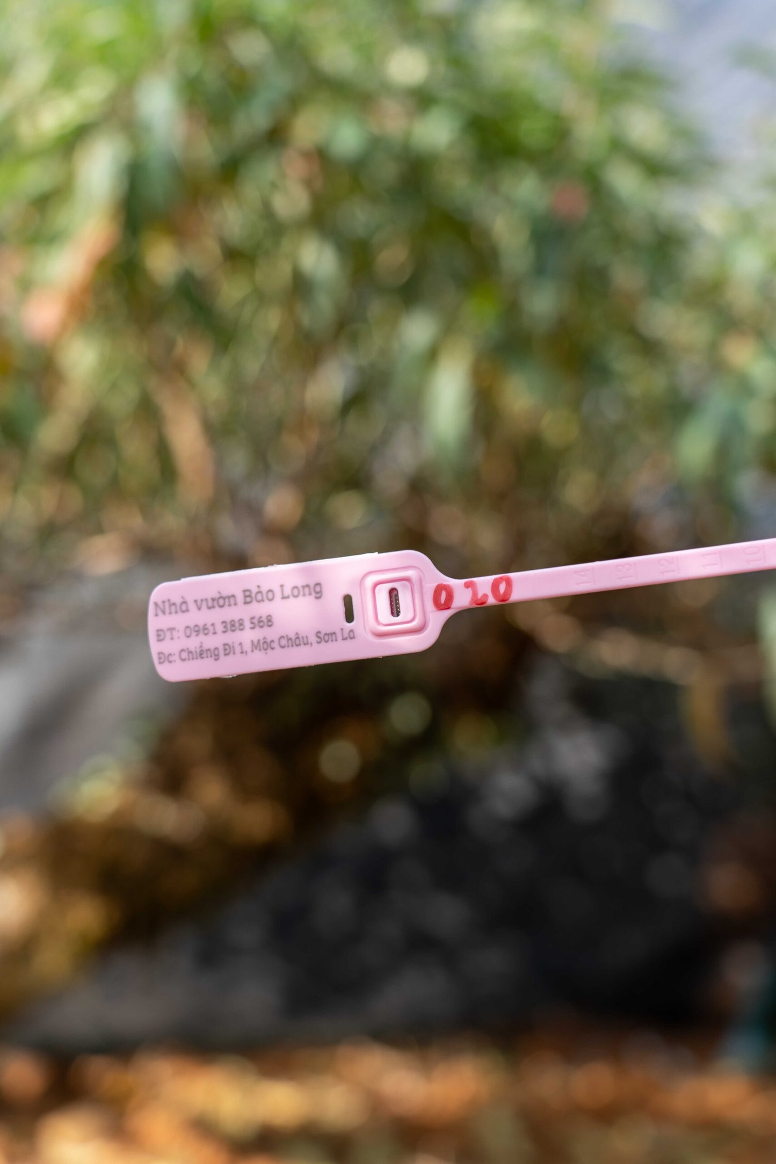 Đào tết Mộc Châu mã số 20 - Image 2