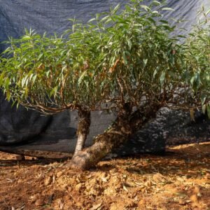 Đào tết Mộc Châu mã số 20