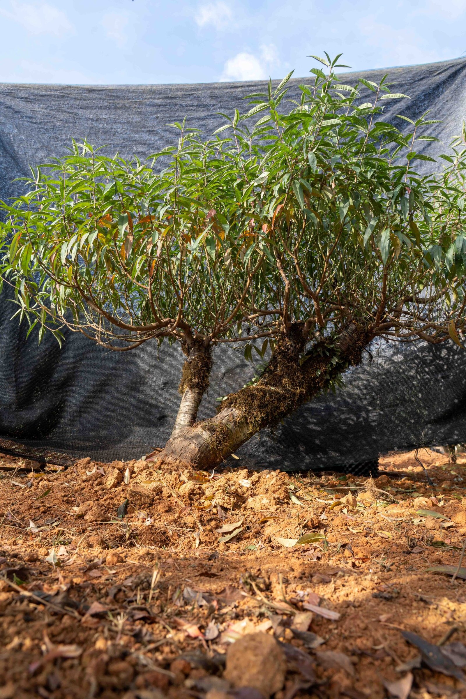 Đào tết Mộc Châu mã số 20 - Image 6