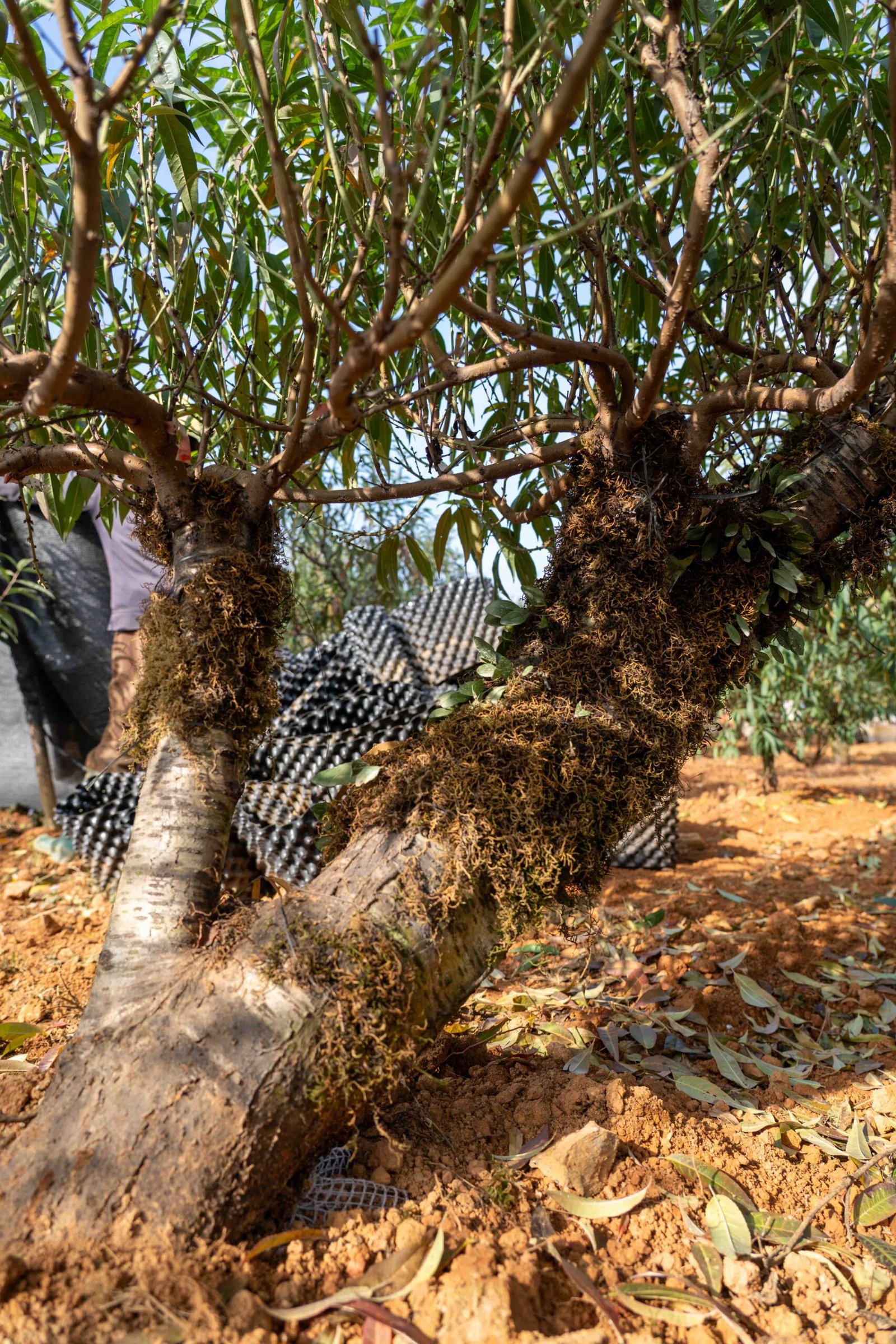 Đào tết Mộc Châu mã số 20 - Image 7