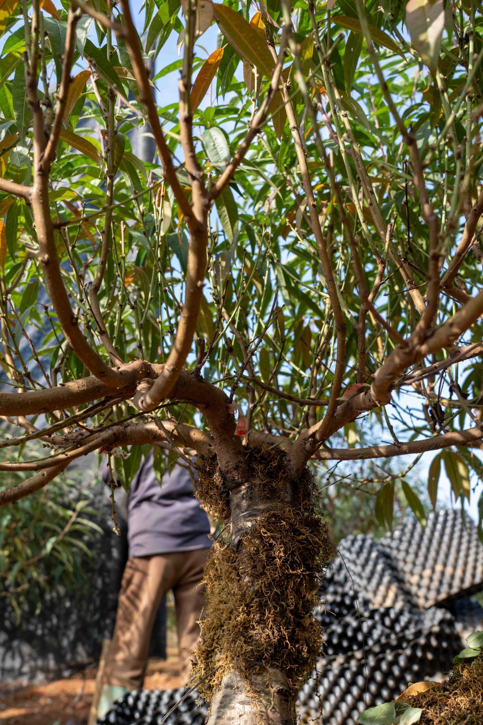 Đào tết Mộc Châu mã số 20 - Image 8