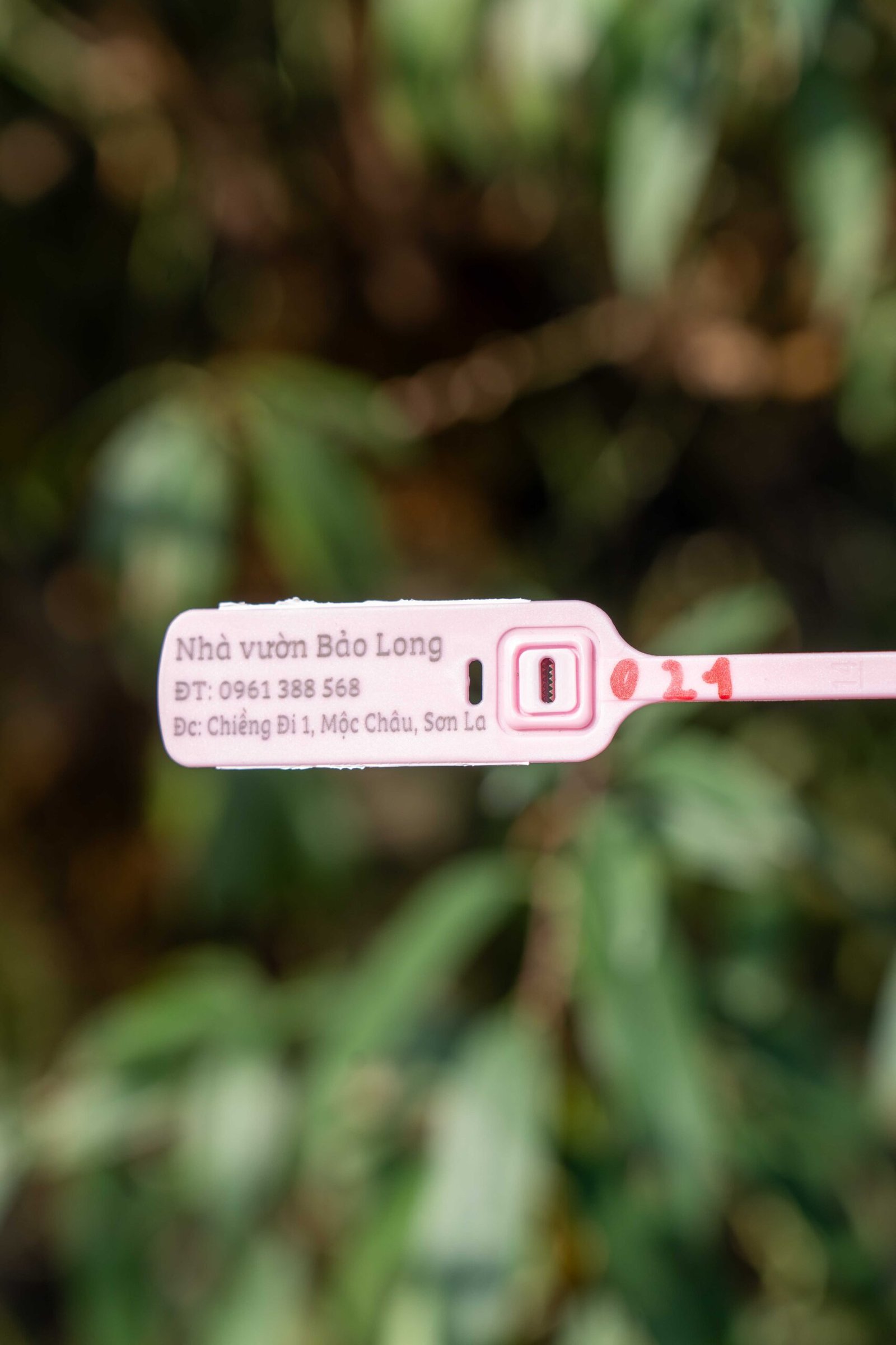 Đào tết Mộc Châu mã số 21 - Image 2