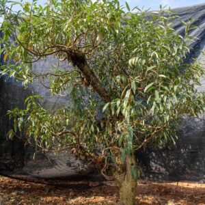 Đào tết Mộc Châu mã số 21