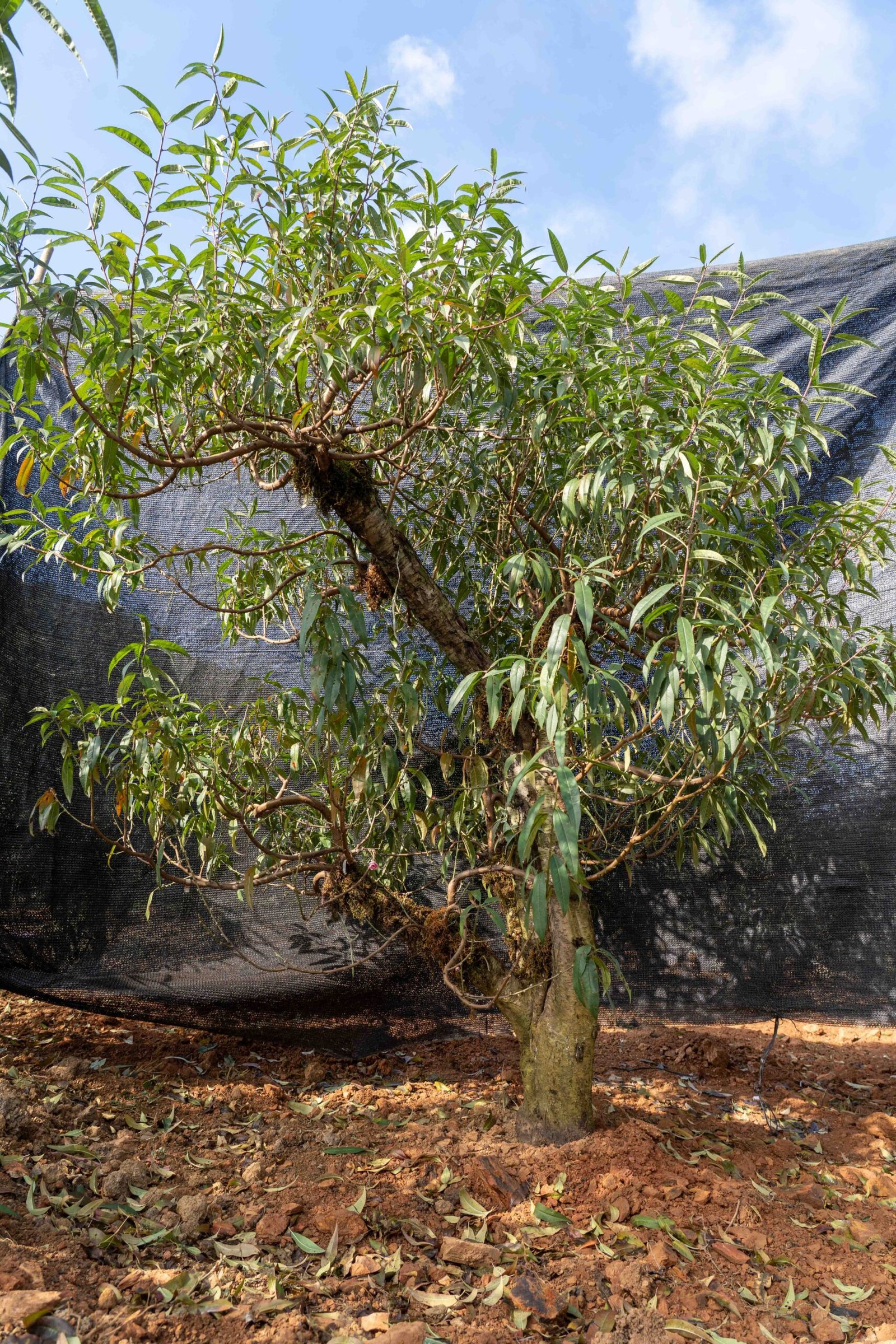 Đào tết Mộc Châu mã số 21