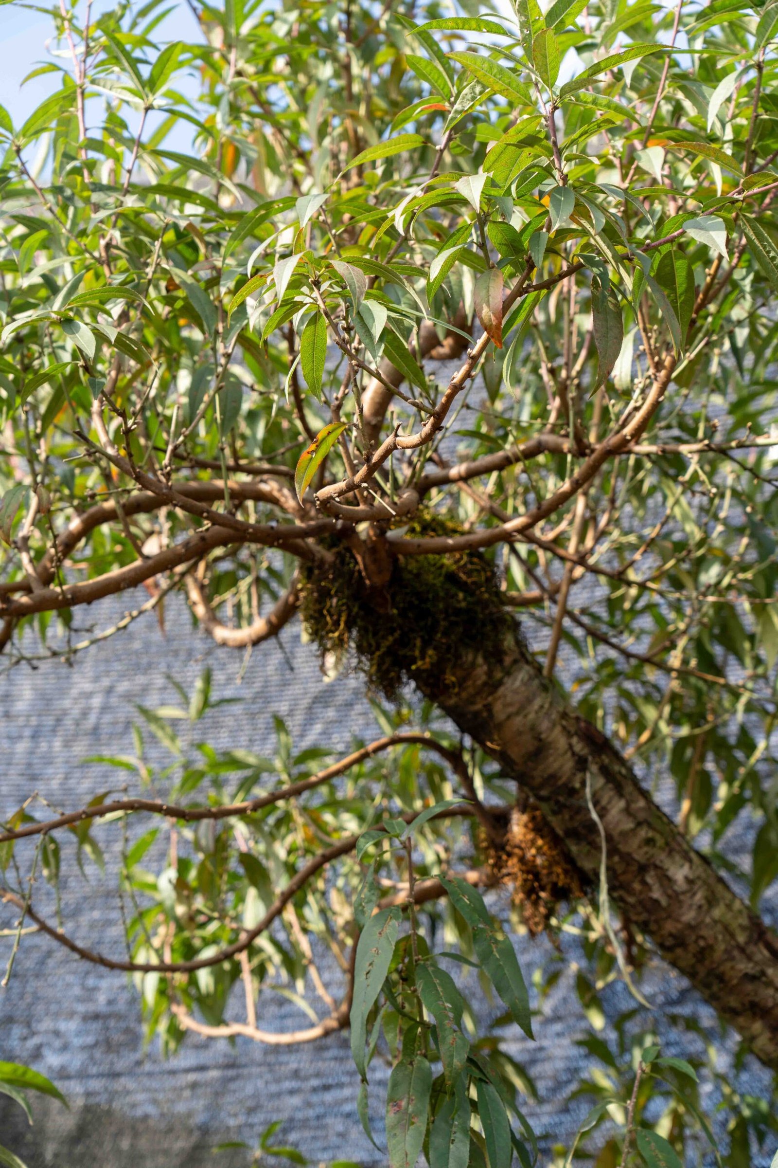 Đào tết Mộc Châu mã số 21 - Image 8