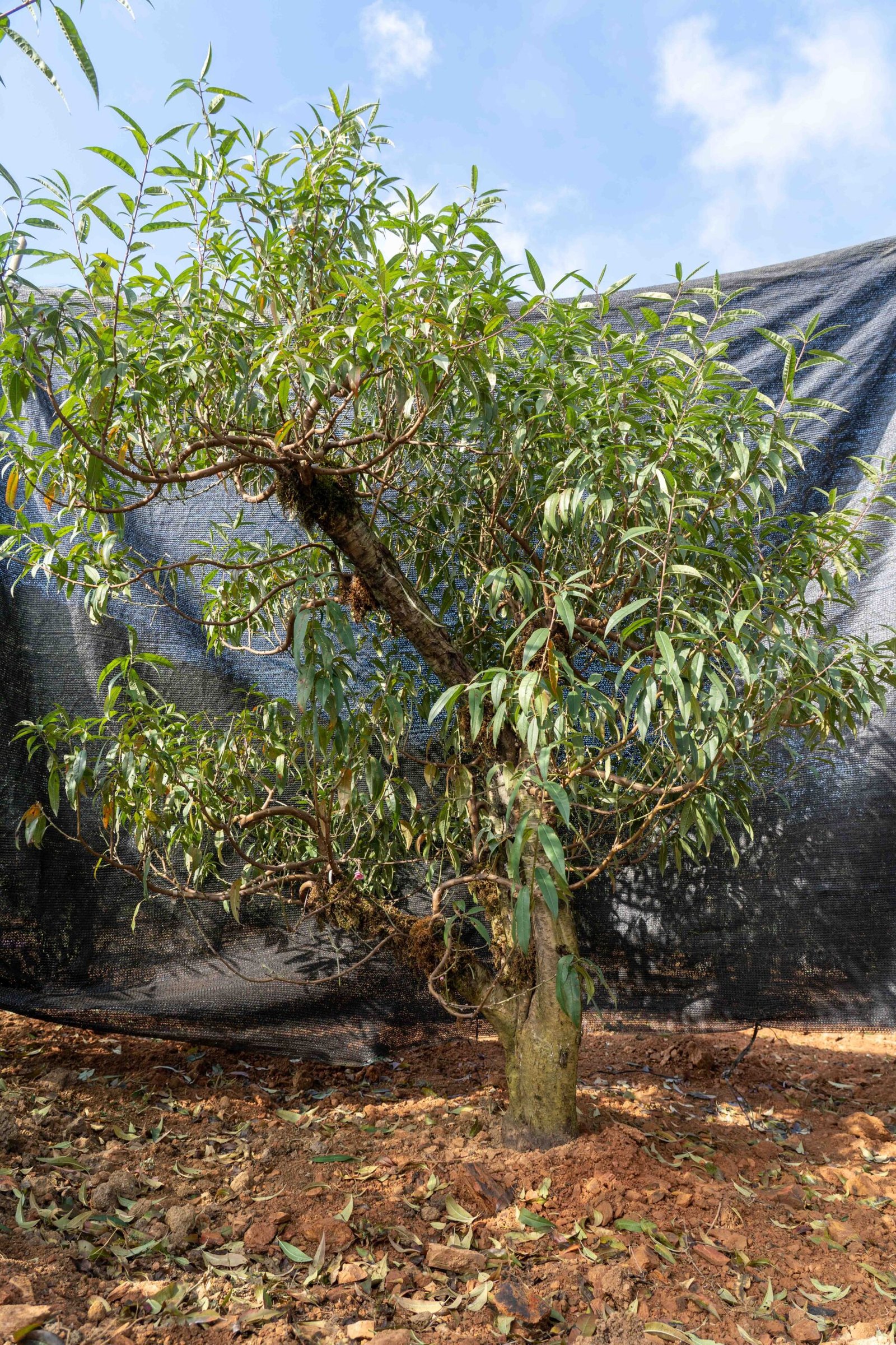 Đào tết Mộc Châu mã số 21 - Image 9