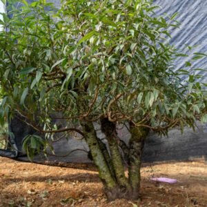 Đào tết Mộc Châu mã số 22