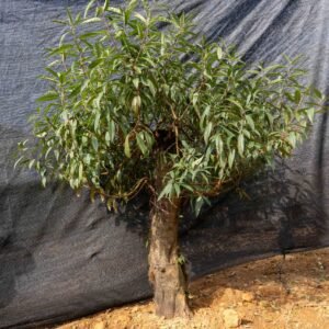 Đào tết Mộc Châu mã số 24