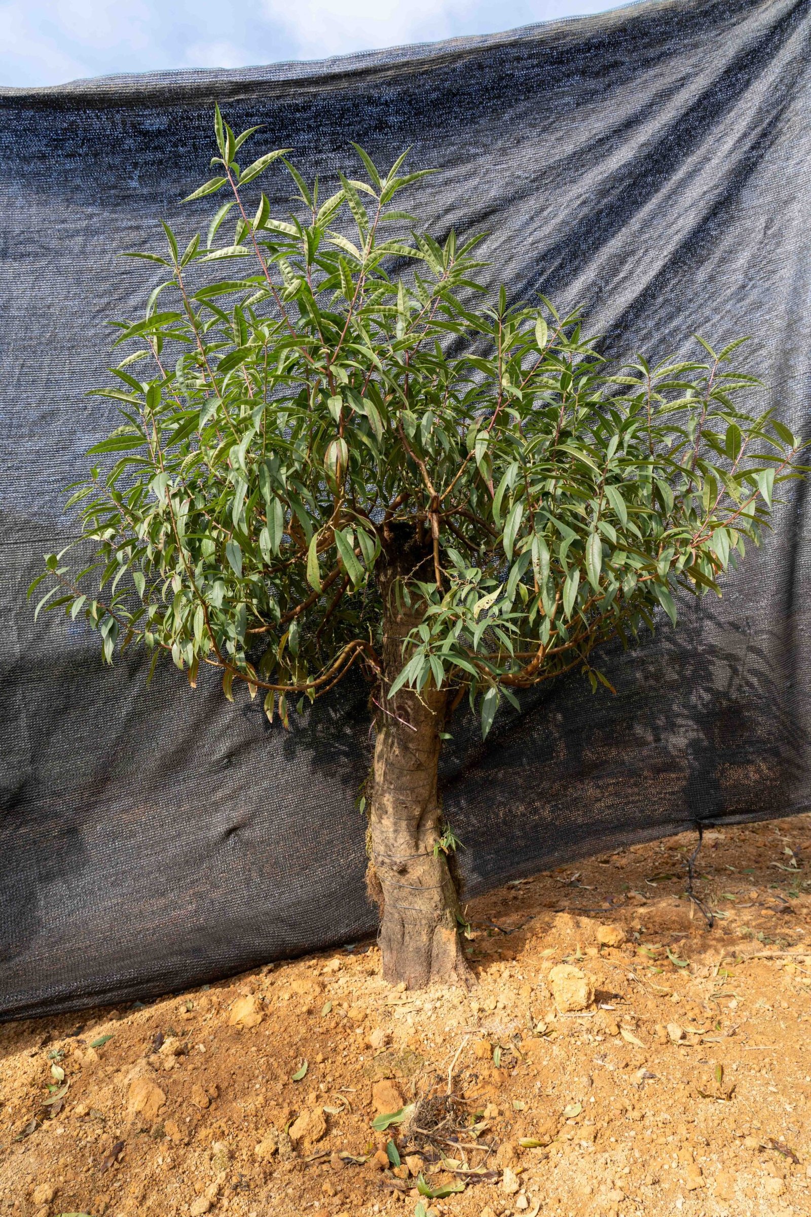 Đào tết Mộc Châu mã số 24