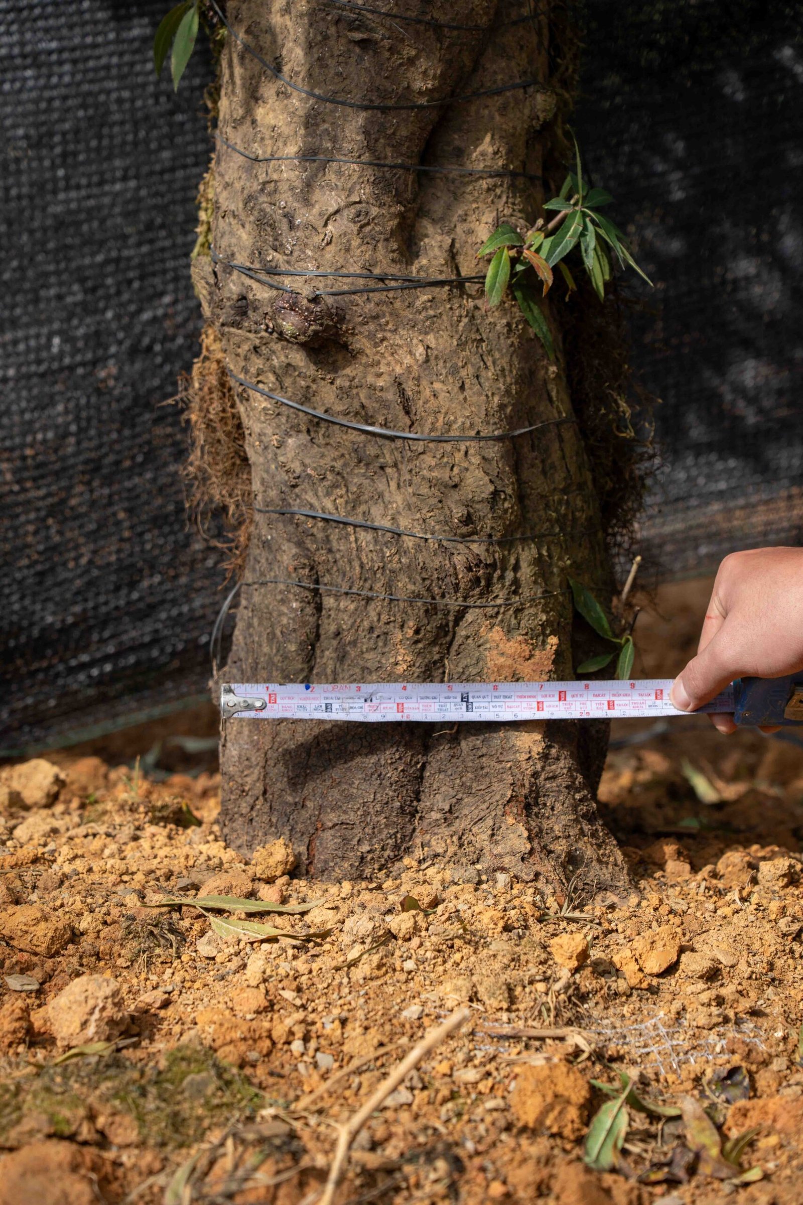 Đào tết Mộc Châu mã số 24 - Image 7