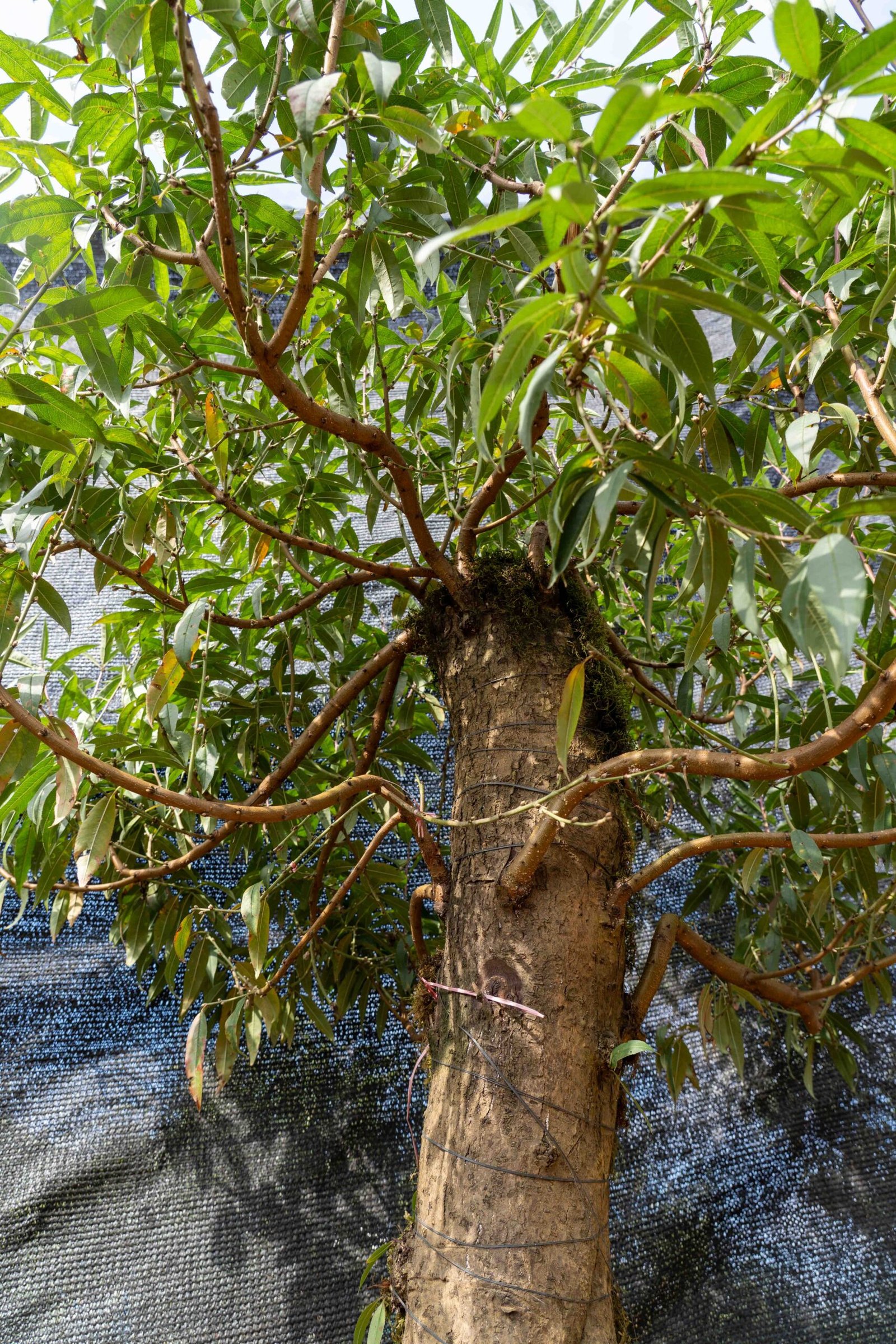 Đào tết Mộc Châu mã số 24 - Image 8