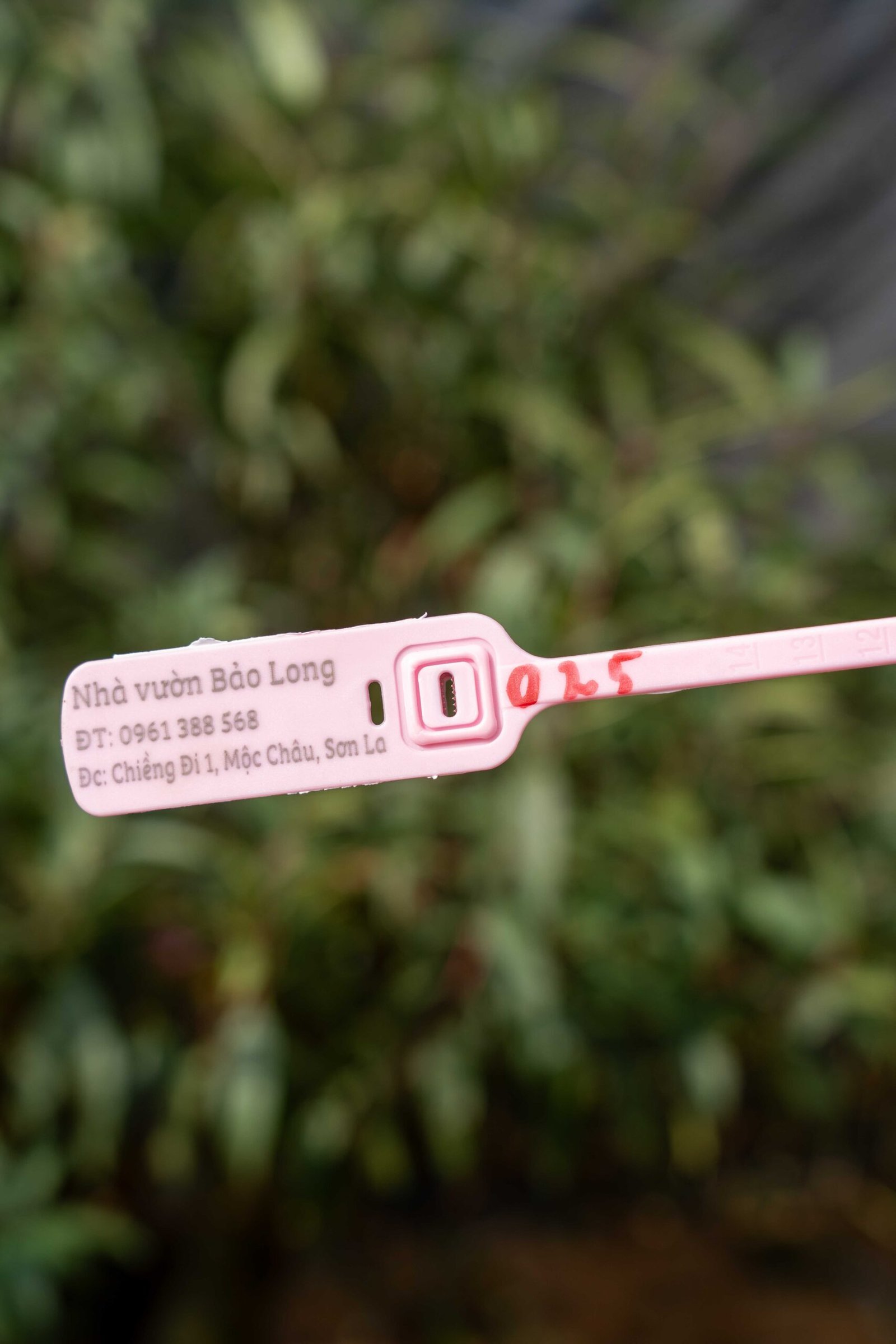 Đào tết Mộc Châu mã số 25 - Image 2