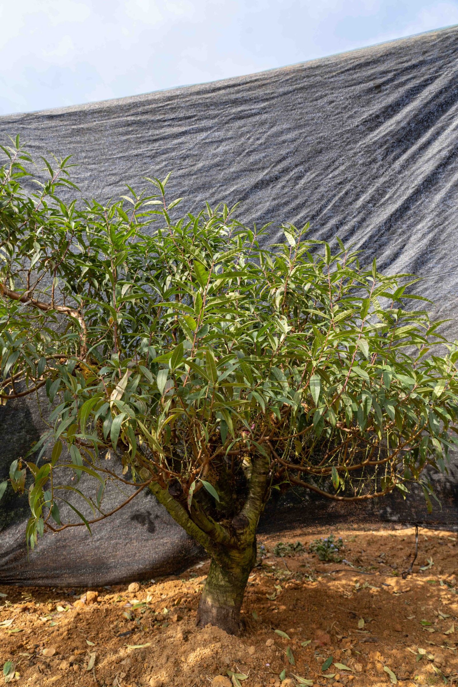 Đào tết Mộc Châu mã số 25 - Image 3