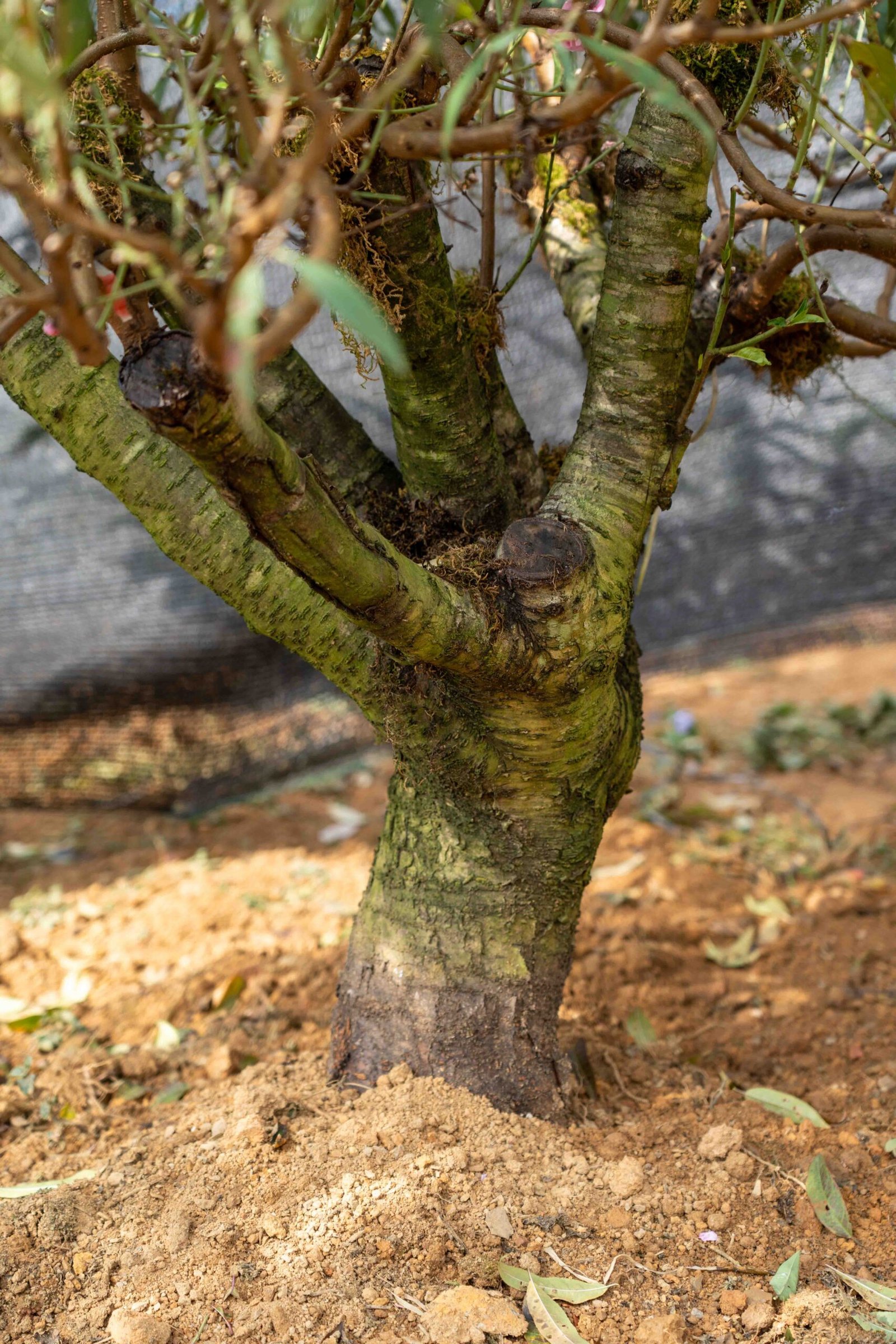 Đào tết Mộc Châu mã số 25 - Image 5