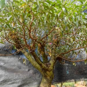 Đào tết Mộc Châu mã số 25