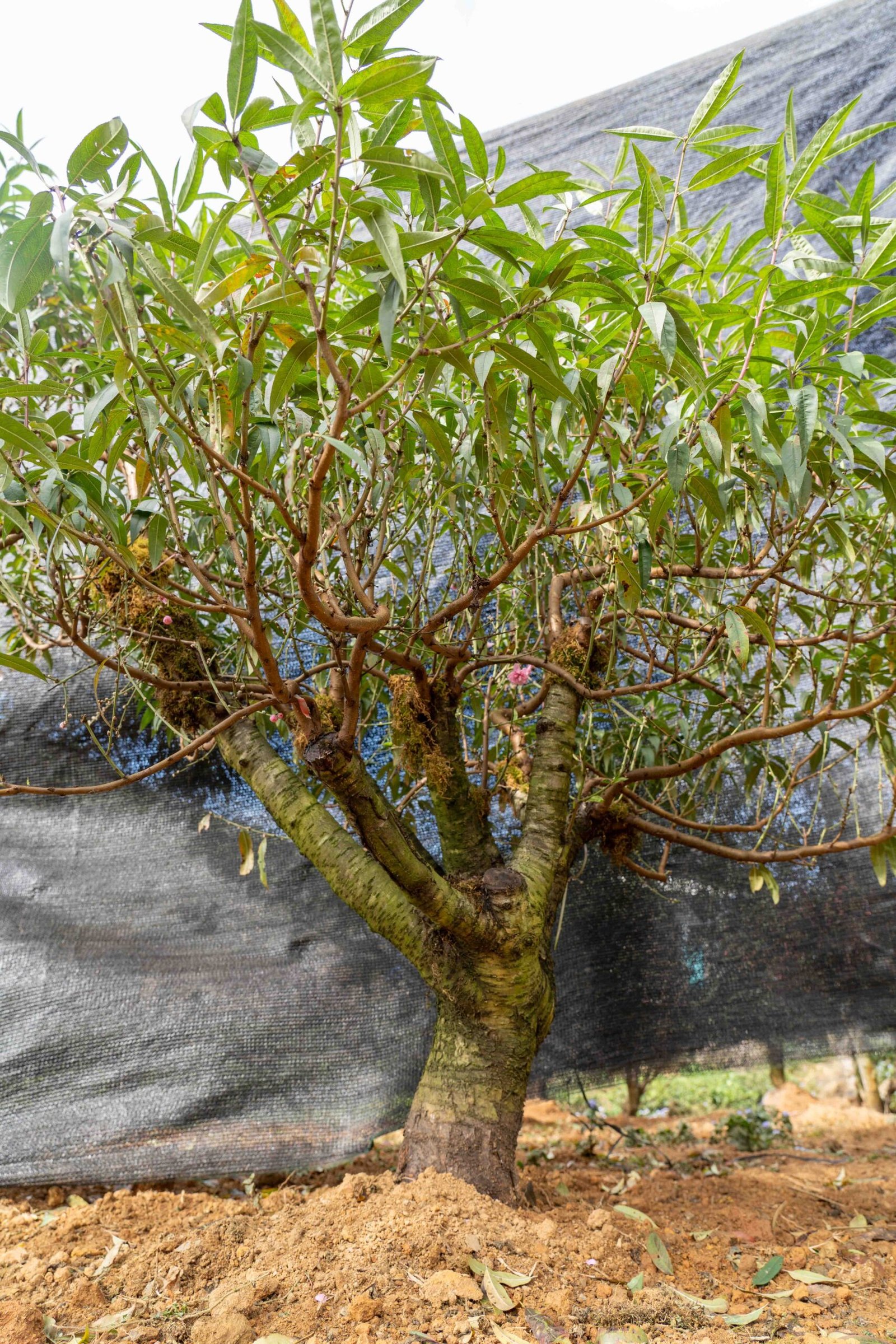 Đào tết Mộc Châu mã số 25