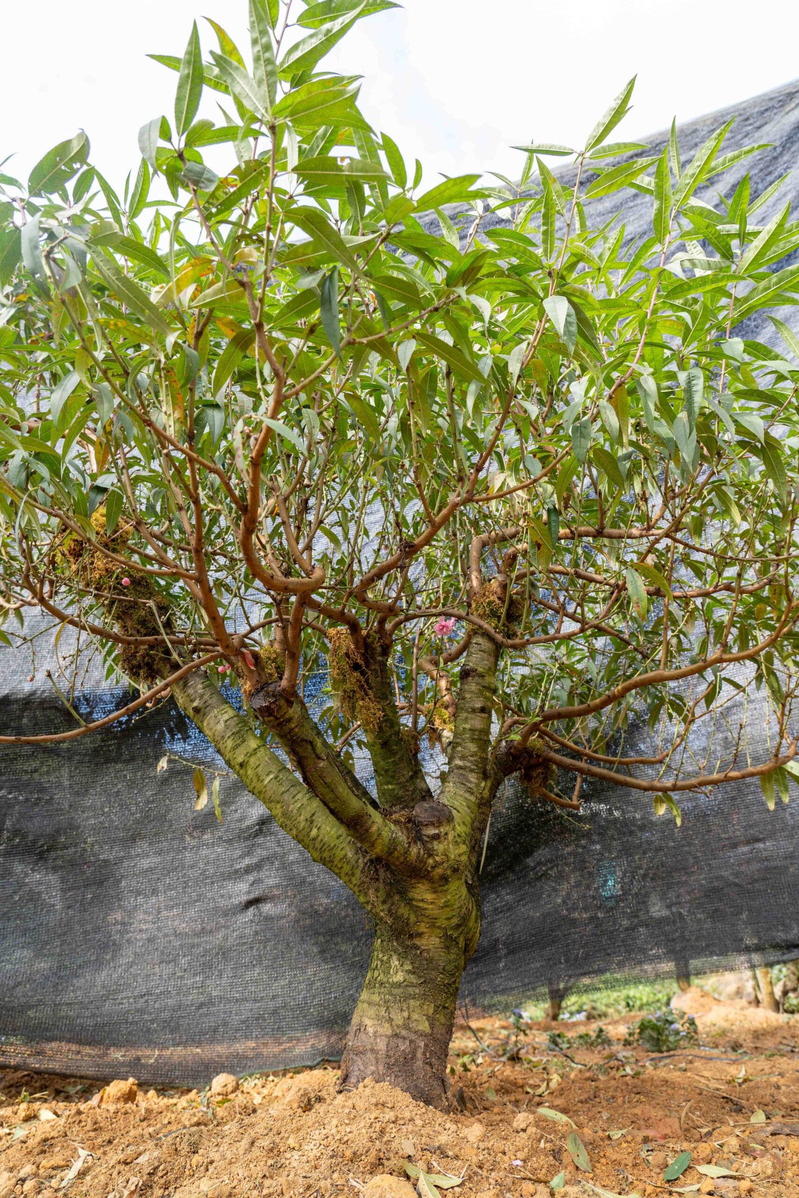 Đào tết Mộc Châu mã số 25 - Image 9