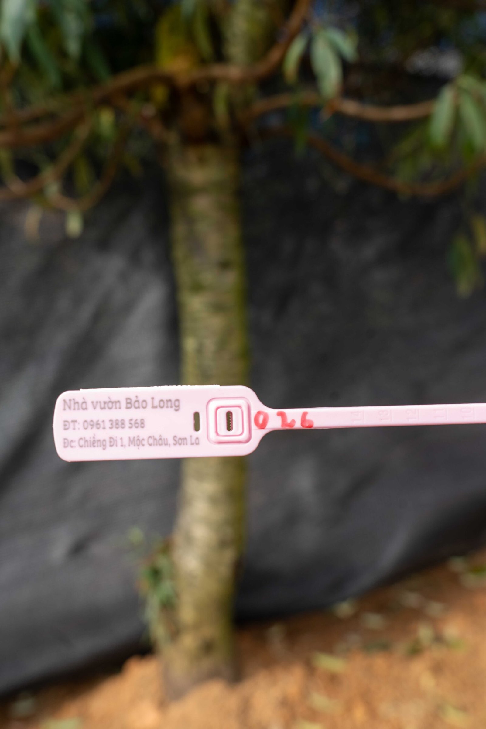 Đào tết Mộc Châu mã số 26 - Image 2