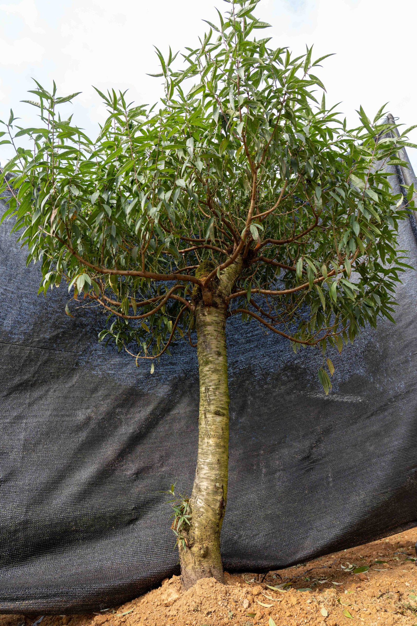 Đào tết Mộc Châu mã số 26 - Image 3