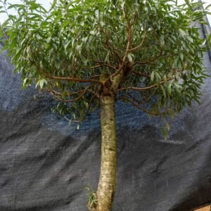 Đào tết Mộc Châu mã số 26