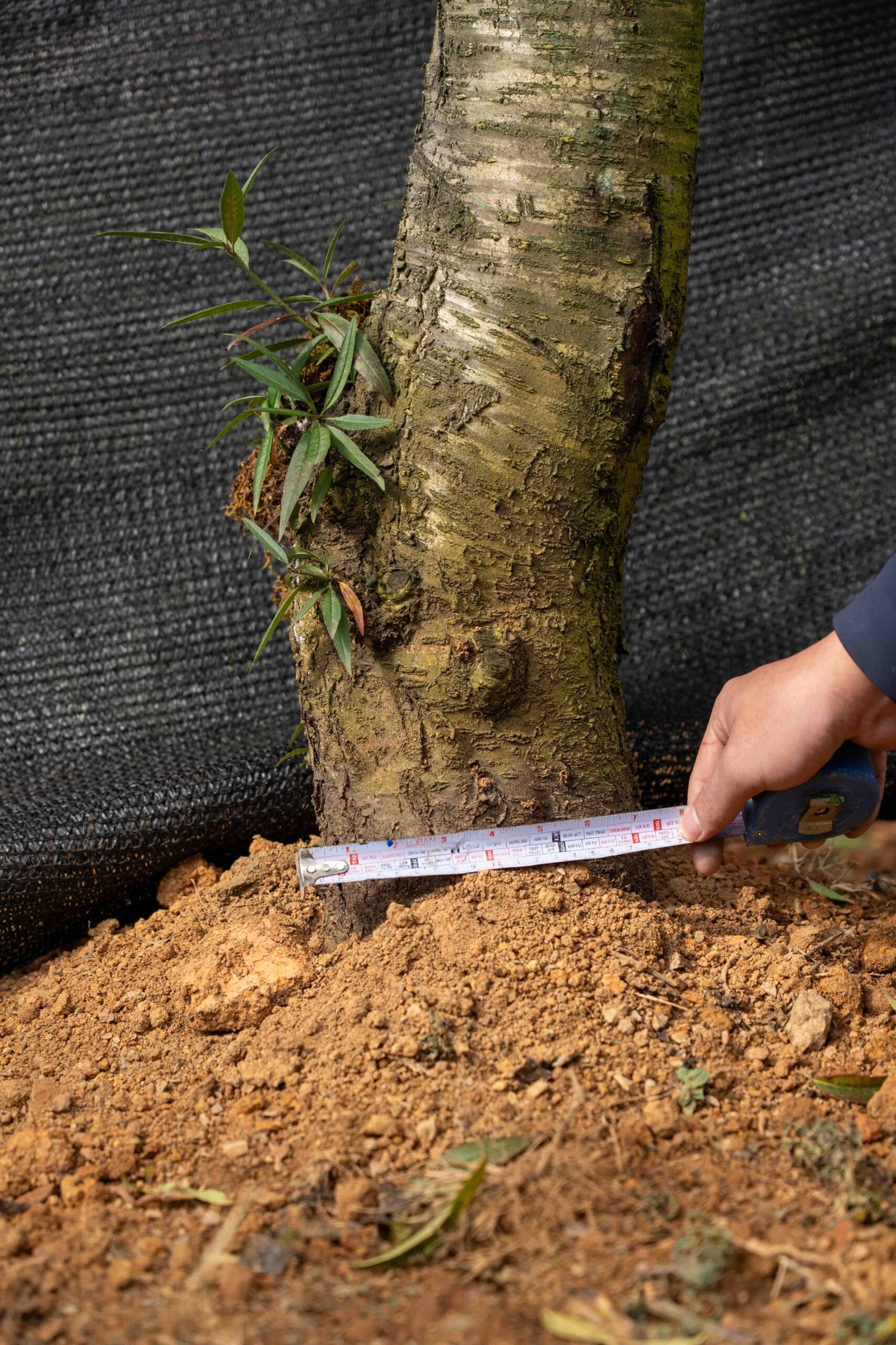 Đào tết Mộc Châu mã số 26 - Image 6