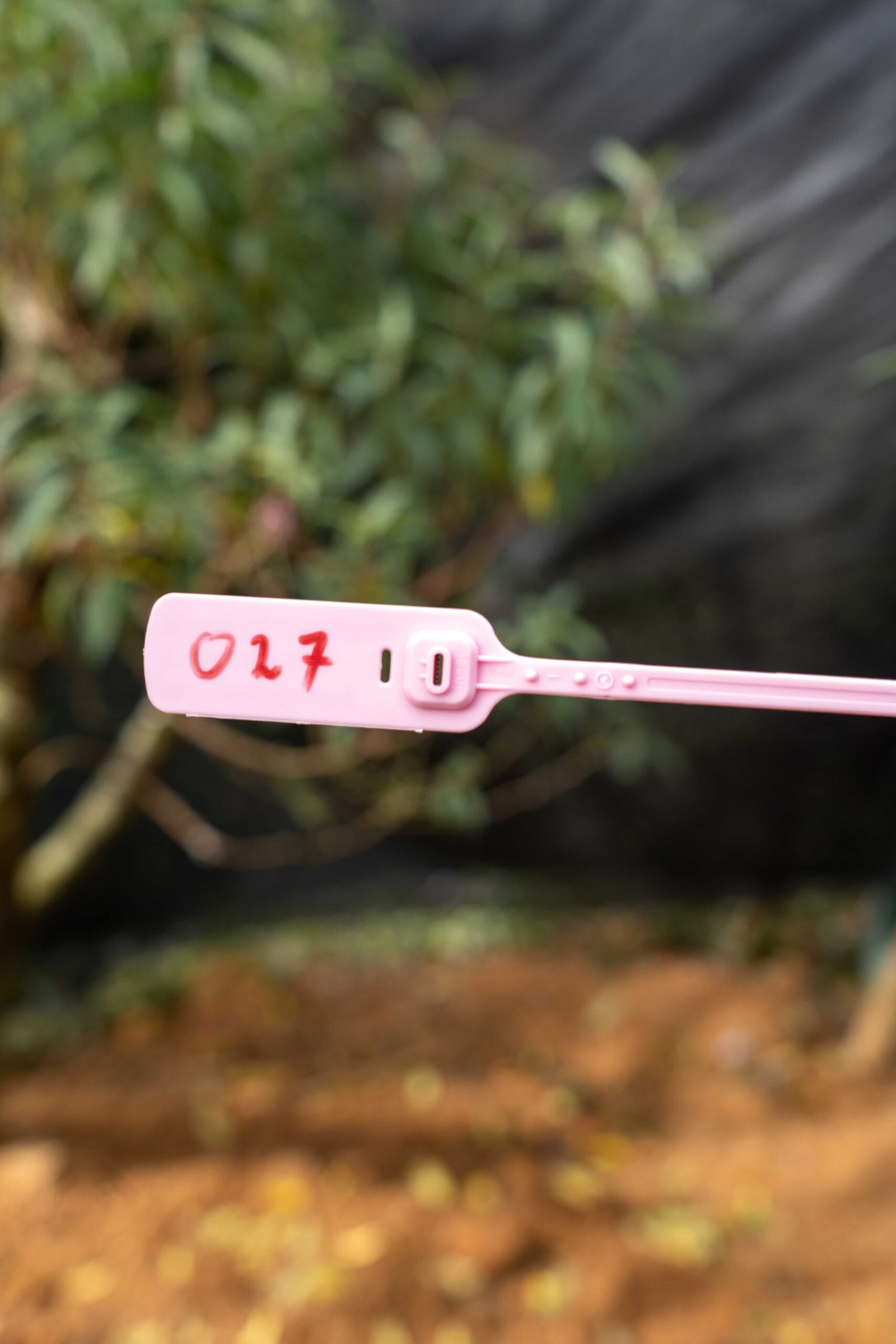 Đào tết Mộc Châu mã số 27 - Image 2