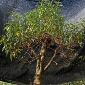 Đào tết Mộc Châu mã số 27