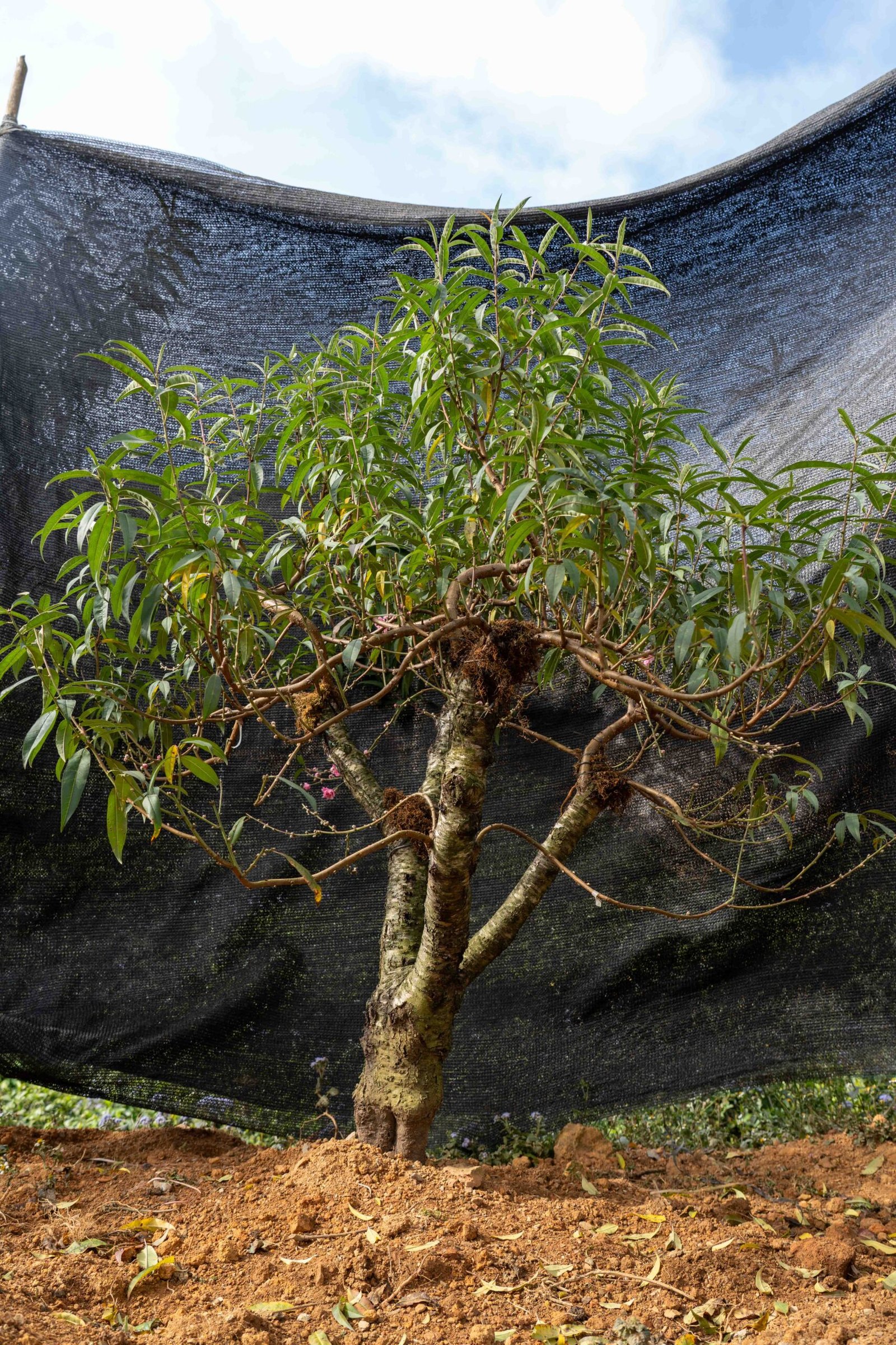 Đào tết Mộc Châu mã số 27