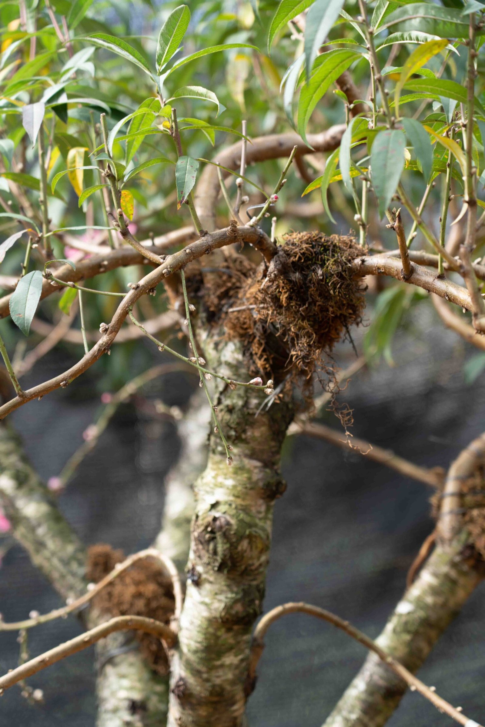 Đào tết Mộc Châu mã số 27 - Image 8