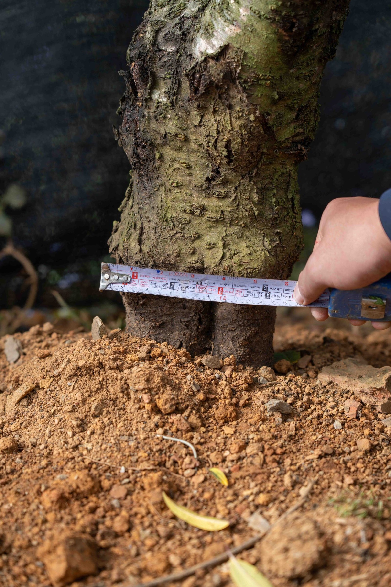 Đào tết Mộc Châu mã số 27 - Image 10