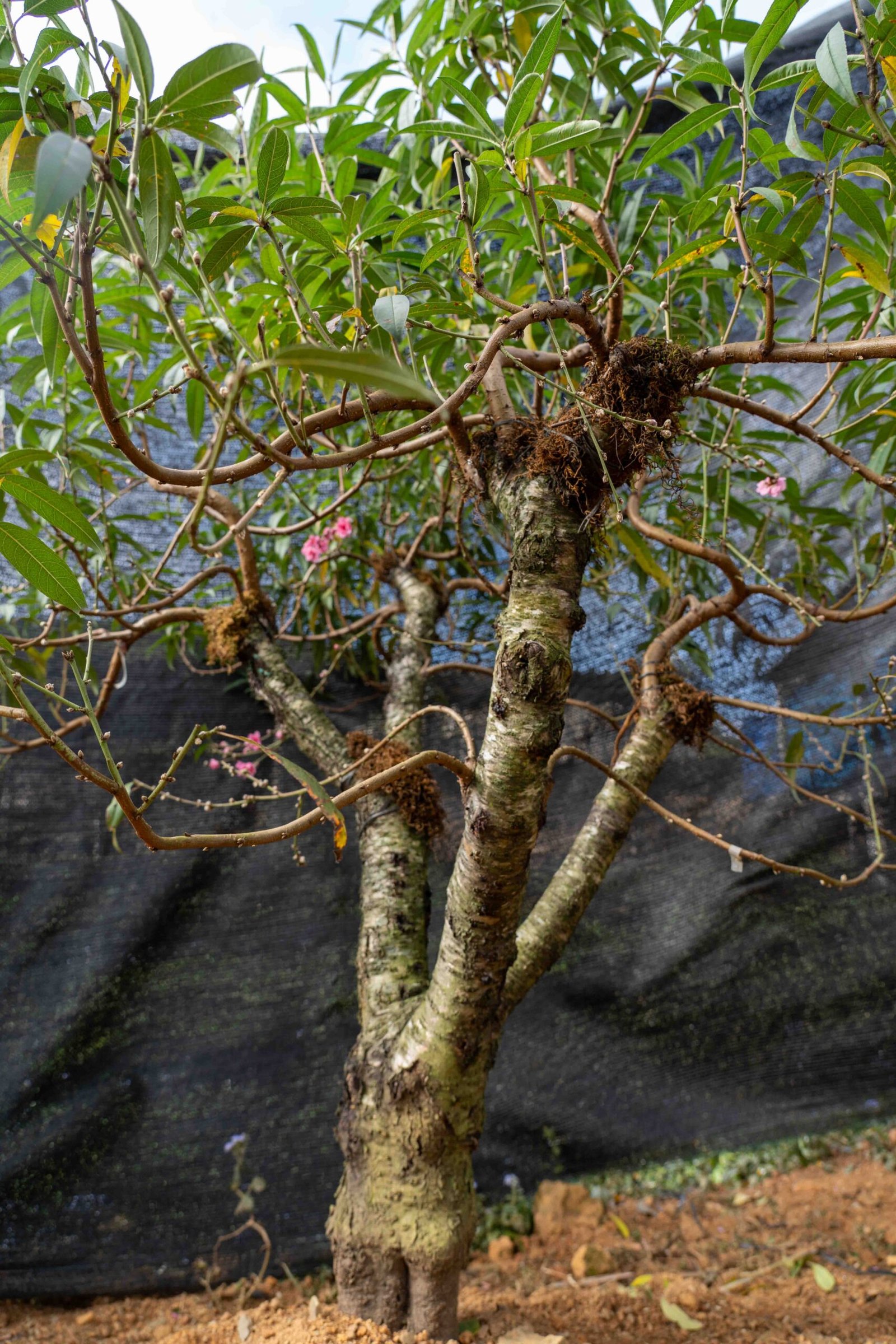 Đào tết Mộc Châu mã số 27 - Image 11