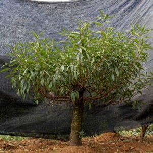 Đào tết Mộc Châu mã số 28