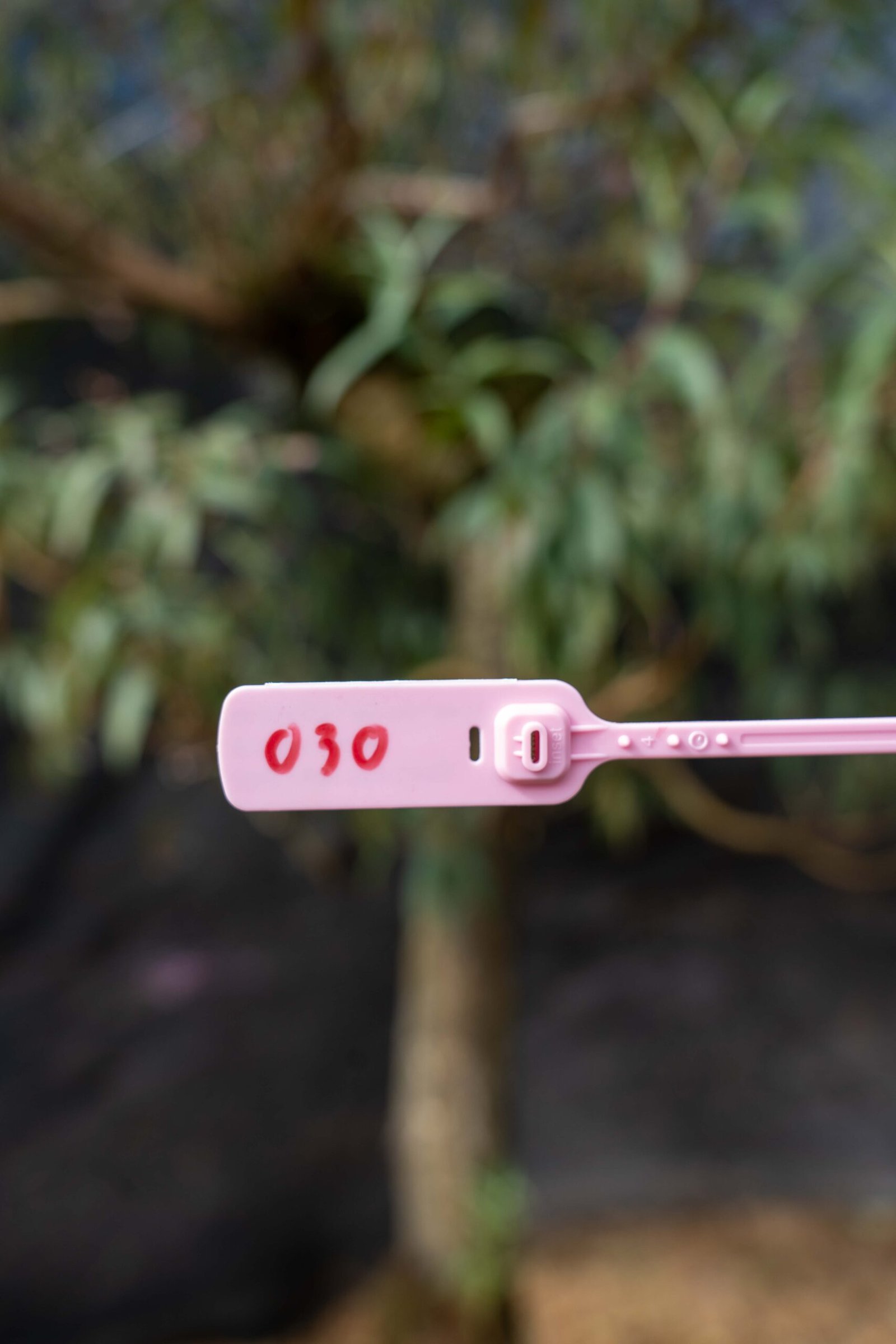 Đào tết Mộc Châu mã số 30 - Image 2