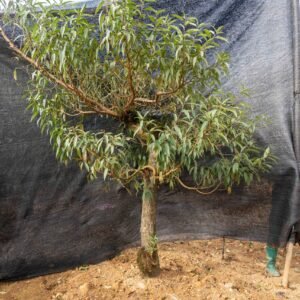 Đào tết Mộc Châu mã số 30